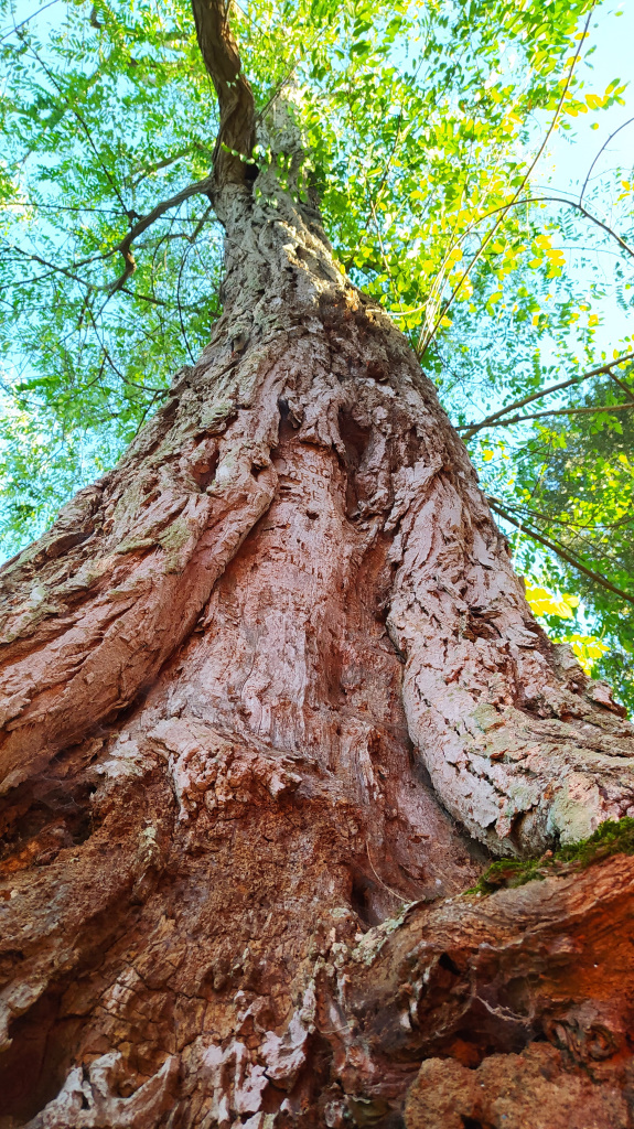 Autora: Inmaculada López Moreno