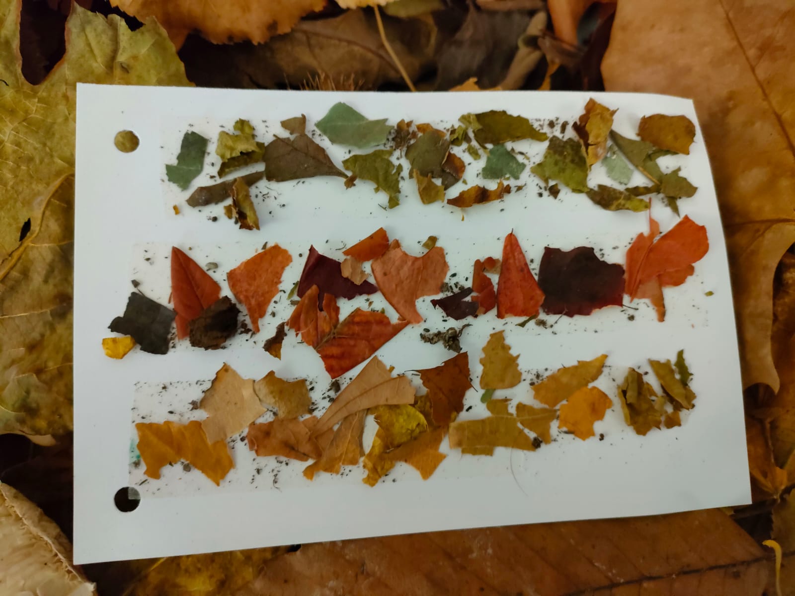 Viladraueducació.com