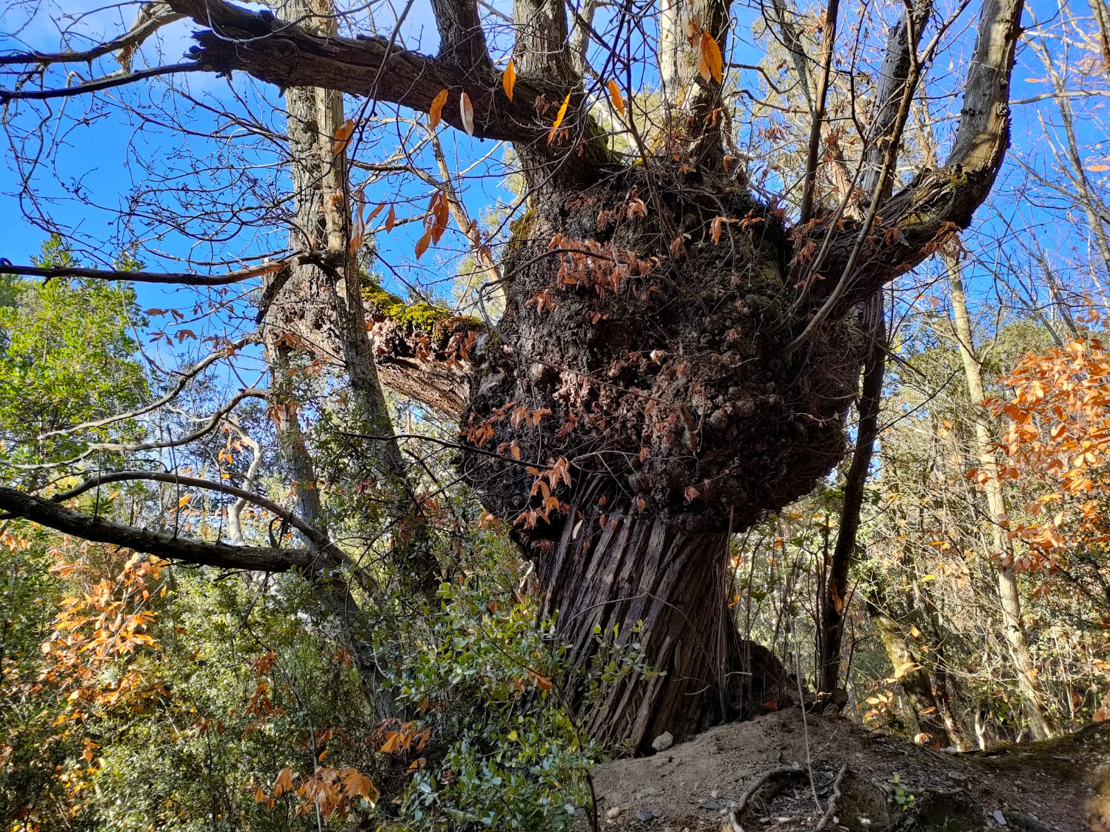 viladraueducació.com