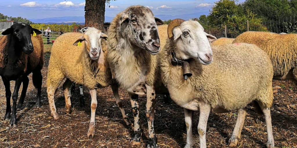 Ramat d'ovelles de Can Calopa
