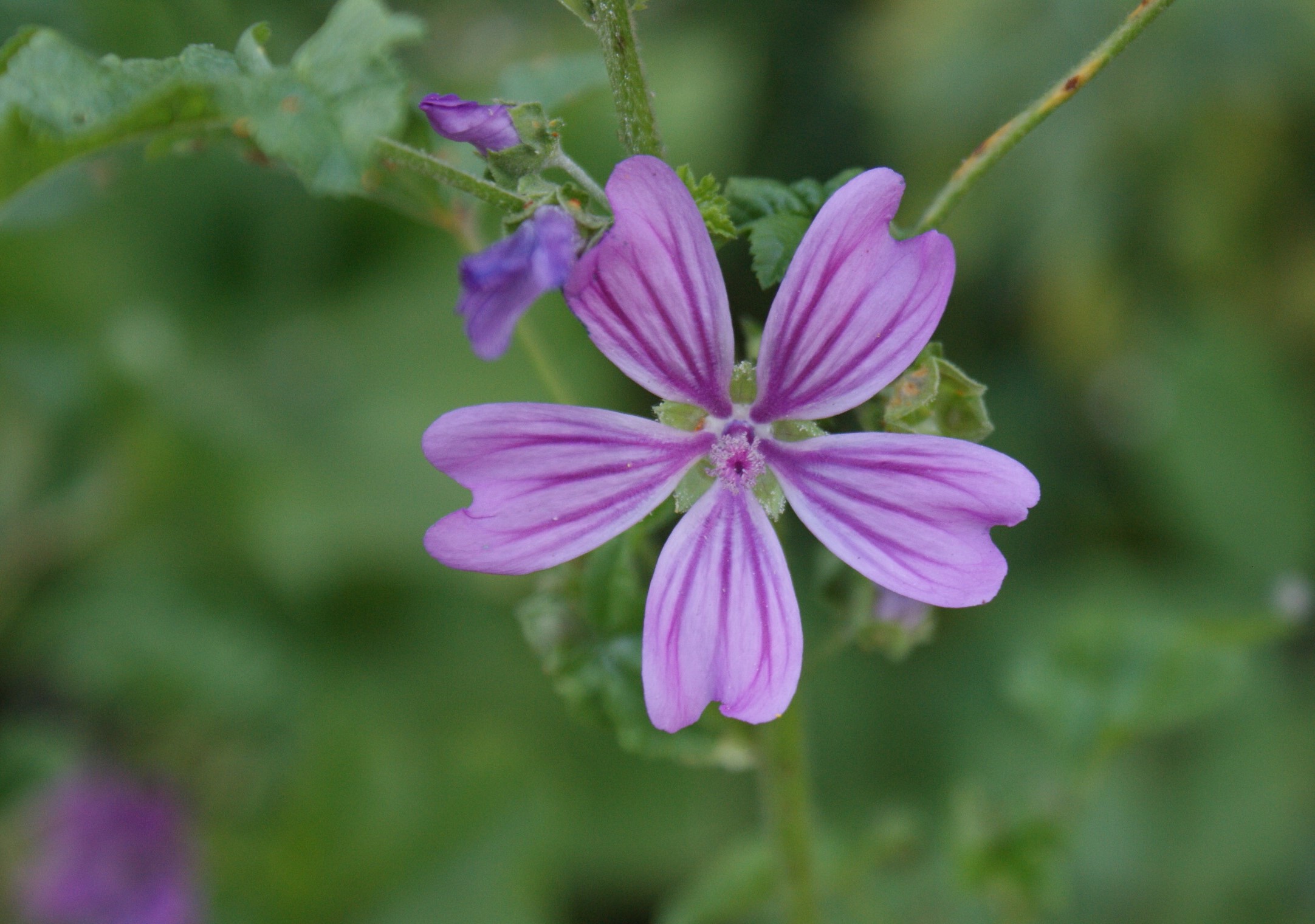 malva. Autor: Ademc, scp